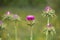 Purple Milk Thistle Flower Blooms growing in a field