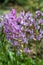 Purple Milkvetch, Astragalus danicus