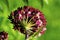 Purple Milkweed  22292