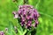 Purple Milkweed    604617