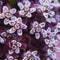 Purple milkweed in the garden