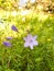 Purple Mini Flowers Through Trail in Calavers County