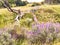 Purple Mini Lilac Flowers And Falled Tree