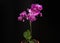 Purple mini orchid on a black background