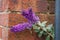 Purple Miniature Buddleia Plant