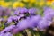 Purple miniature flowers on a blurry floral background