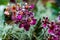 Purple miniature orchid