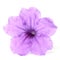 Purple minnieroot flower