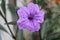 Purple minnieroot flower in a garden