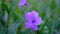 Purple Minnieroot flower or Ruellia Tuberosa
