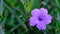 Purple Minnieroot flower or Ruellia Tuberosa