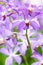Purple mokara hybrids orchid in garden