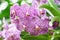 purple mokara hybrids orchid in garden