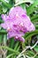 purple mokara hybrids orchid in garden