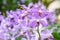 Purple mokara hybrids orchid in garden