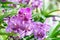 purple mokara hybrids orchid in garden