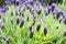 Purple Monet Dentate Lavender during its blossom in garden