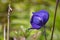 Purple Monkshood flower