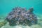Purple Montipora coral underwater Pacific ocean
