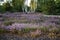 Purple moor and dunes in the forest