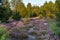 Purple moor and dunes in the forest