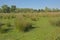 Purple moor grass in a flemish marsh landscape