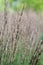 Purple moor-grass, Molinia caerulea Moorhexe, inflorescence