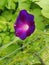 Purple morning glory flower bloom in a home garden growing on a fence