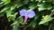 Purple morning glory flower. Blue Ipomoea purpurea in garden greenery