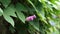 Purple morning glory flower burgeon. Ipomoea purpurea bud