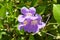 Purple morning glory flower with heart shaped leaves