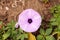 Purple morning glory flower Ipomoea purpurea