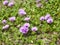 Purple morning glory flowers on beach