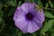 Purple morning glory on a leafy background