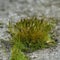 Purple Moss (Ceratodon purpureus), moss sporophyte on stones in spring