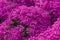 Purple moss phlox on a meadow