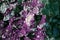 Purple moss, plaster surface with crushed stones on wall, grunge horizontal shabby background