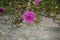 Purple Moss-rose or Purslane flowers