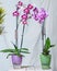 Purple moth orchid flower, phalaenopsis plant