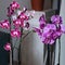 Purple moth orchid flower, phalaenopsis plant