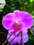 The purple Moth Orchid is a stunning flowering orchid