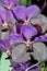 Purple moth orchids