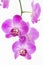 Purple Moth orchids close up