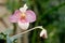 Purple mottled and spotted orchid stem. Lilac flower bloom branch. Orchidaceae blooming blossom