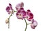 Purple mottled and spotted orchid stem. Lilac flower branch. Phalaenopsis blooming blossom focus stack