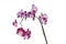 Purple mottled and spotted orchid stem. Lilac flower branch. Phalaenopsis blooming blossom focus stack