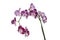 Purple mottled and spotted orchid stem. Lilac flower branch. Phalaenopsis blooming blossom focus stack
