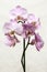 Purple mottled and spotted orchid stem. Lilac flower branch. Phalaenopsis blooming blossom focus stack on isolated white backgroun