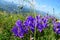 Purple Mountain bells in background Valley and the sky above