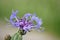 Purple Mountain Cornflower